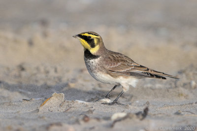 Strandleeuwerik - Shore (Horned) Lark - Eremophila alpestris
