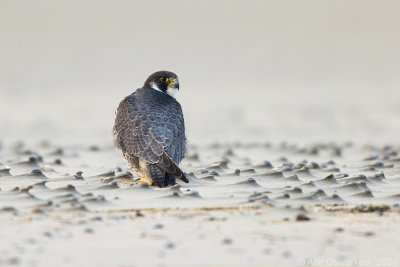 Peregrine Falcon - Slechtvalk - Falco peregrinus