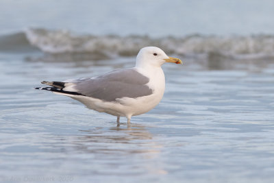 Pontische Meeuw - Caspian Gull - Larus cachinnans