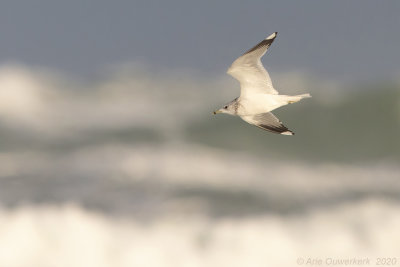 Stormmeeuw - Common (Mew) Gull - Larus canus