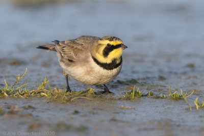 Strandleeuwerik - Shore (Horned) Lark - Eremophila alpestris