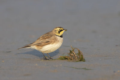 Strandleeuwerik - Shore (Horned) Lark - Eremophila alpestris