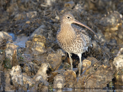 Wulp - Eurasian Curlew - Numenius arquata