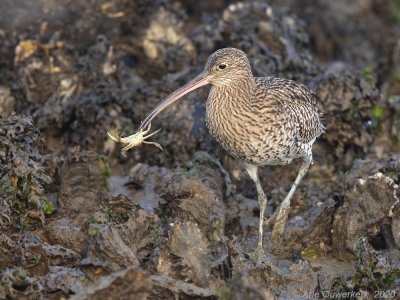 Wulp - Eurasian Curlew - Numenius arquata