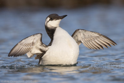 Zeekoet - Common Murre (Guillemot) - Uria aalge