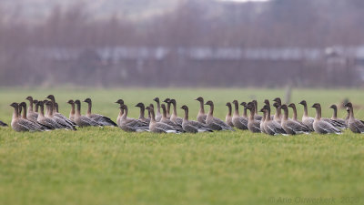 Kleine Rietgans / Pink-footed Goose 