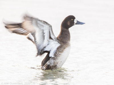 Topper  - Greater Scaup - Aythya marila