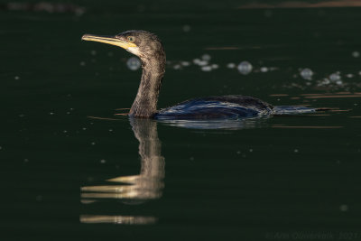 Kuifaalscholver - European Shag - Phalacrocorax aristotelis