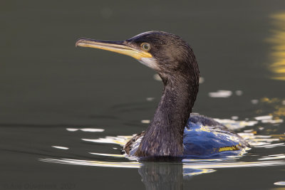 Kuifaalscholver - European Shag - Phalacrocorax aristotelis