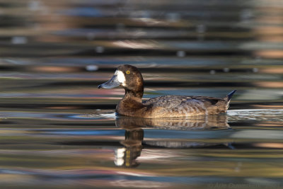 Topper - Greater Scaup - Aythya marila