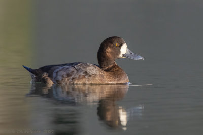 Topper - Greater Scaup - Aythya marila