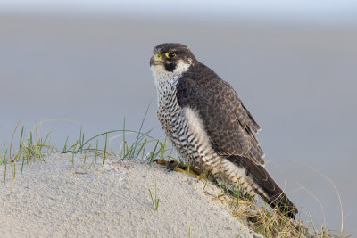 Peregrine Falcon - Slechtvalk - Falco peregrinus