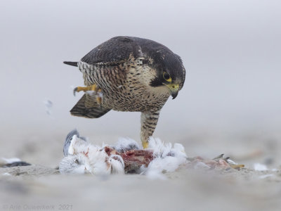 Peregrine Falcon - Slechtvalk - Falco peregrinus