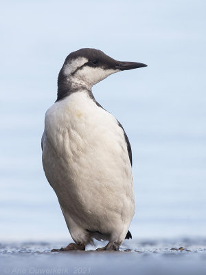 Zeekoet - Common Murre (Guillemot) - Uria aalge