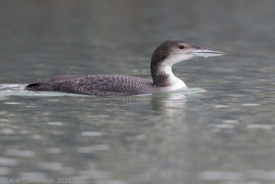 IJsduiker / Great Northern Loon