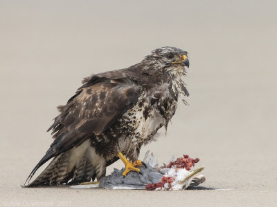 Buizerd - Common Buzzard - Buteo buteo