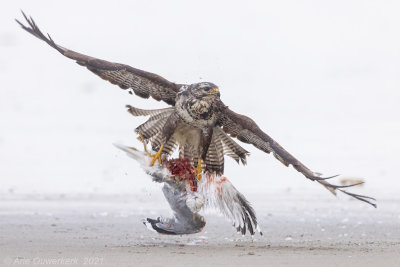 Buizerd - Common Buzzard - Buteo buteo