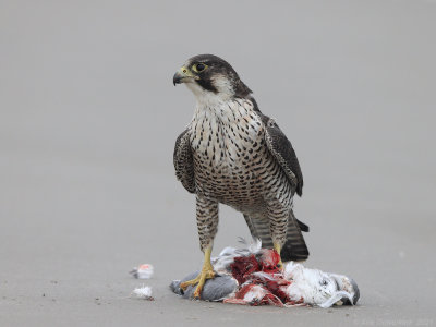 Slechtvalk - Peregrine Falcon - Falco peregrinus