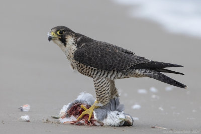 Slechtvalk - Peregrine Falcon - Falco peregrinus