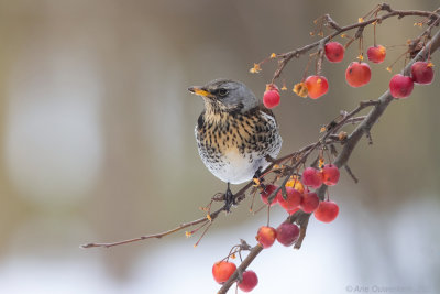 Kramsvogel - Fieldfare - Turdus pilaris