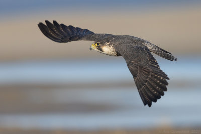 Slechtvalk - Peregrine Falcon - Falco peregrinus