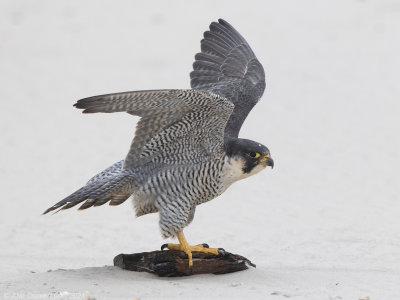 Slechtvalk - Peregrine Falcon - Falco peregrinus