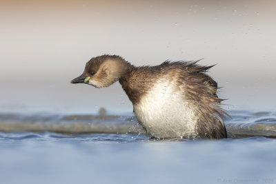 Dodaars - Little Grebe - Tachybaptus ruficollis