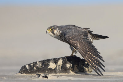 Slechtvalk - Peregrine Falcon - Falco peregrinus