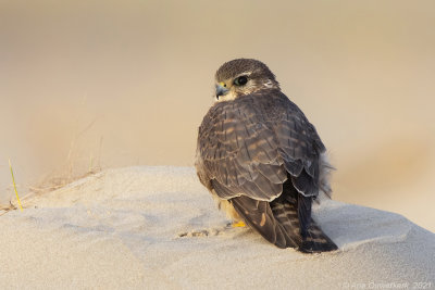 Smelleken / Merlin