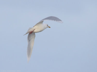 Kleine Burgemeester - Iceland Gull - Larus glaucoides