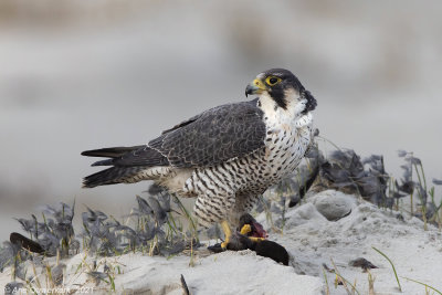 Slechtvalk - Peregrine Falcon - Falco peregrinus