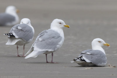 Kleine Burgemeester - Iceland Gull - Larus glaucoides