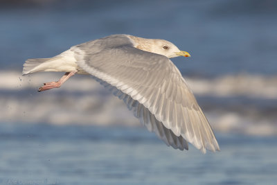 Kleine Burgemeester - Iceland Gull - Larus glaucoides
