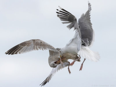 Zilvermeeuw - European Herring Gull - Larus argentatus