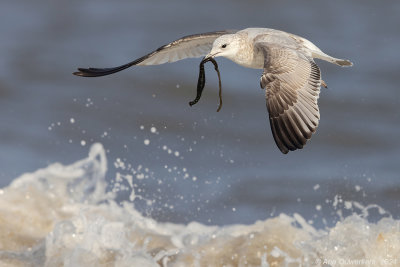 Stormmeeuw - Common (Mew) Gull - Larus canus