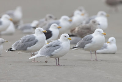 Kleine Burgemeester - Iceland Gull - Larus glaucoides