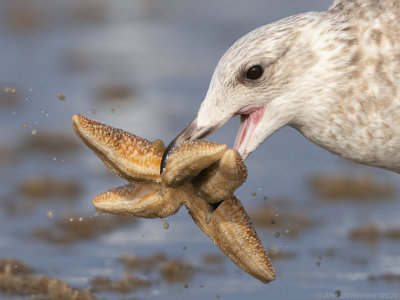 Zilvermeeuw - European Herring Gull - Larus argentatus