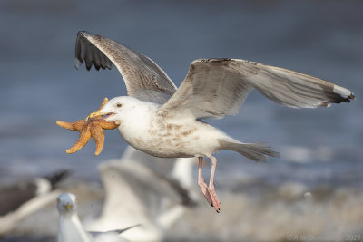 Zilvermeeuw - European Herring Gull - Larus argentatus