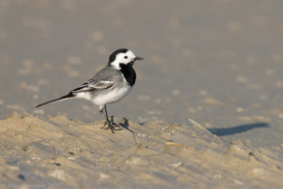 Witte Kwikstaart - White Wagtail - Motacilla alba