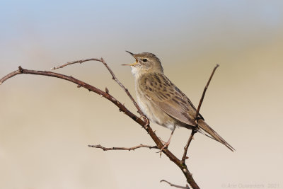 Sprinkhaanzanger / Grasshopper Warbler