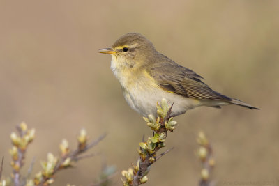  Fitis - Willow Warbler - Phylloscopus trochilus	