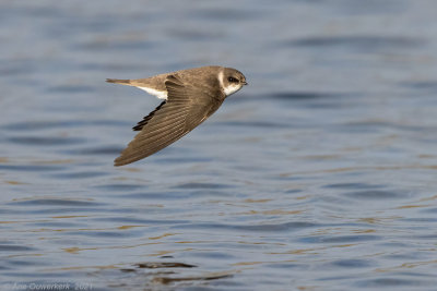 Oeverzwaluw - Sand Martin - Riparia riparia