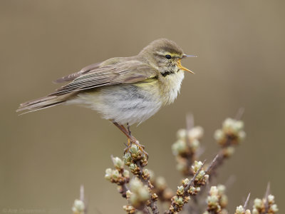 Fitis - Willow Warbler - Phylloscopus trochilus	