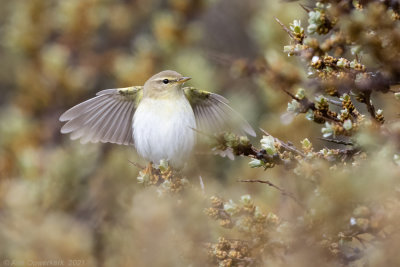 Fitis - Willow Warbler - Phylloscopus trochilus	