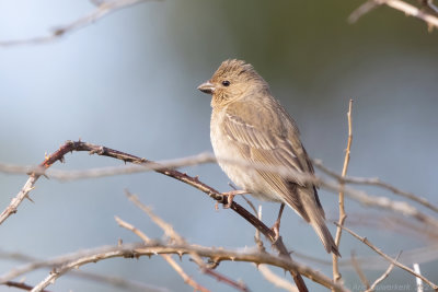Roodmus - Common (Scarlet) Rosefinch