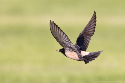 Roze Spreeuw - Rosy Starling - Pastor roseus