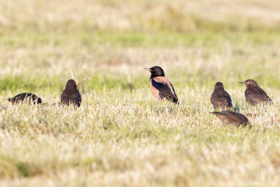 Roze Spreeuw - Rosy Starling - Pastor roseus