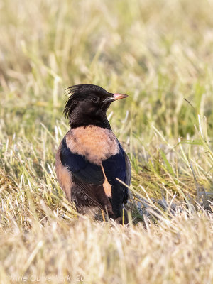 Roze Spreeuw - Rosy Starling - Pastor roseus