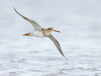 Tureluur - Common Redshank - Tringa totanus