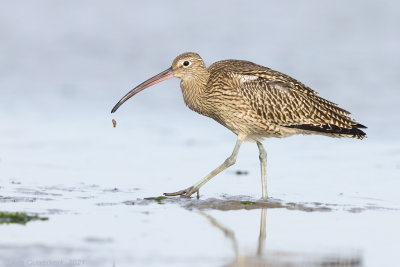 Wulp - Eurasian Curlew - Numenius arquata